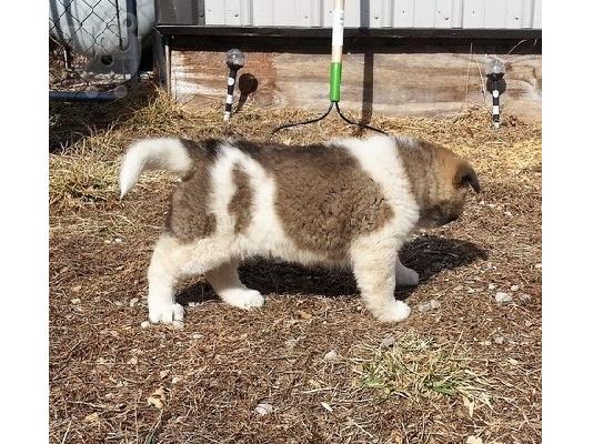 Ιαπωνικά Akita.
